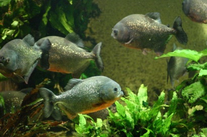 aquaponics fish